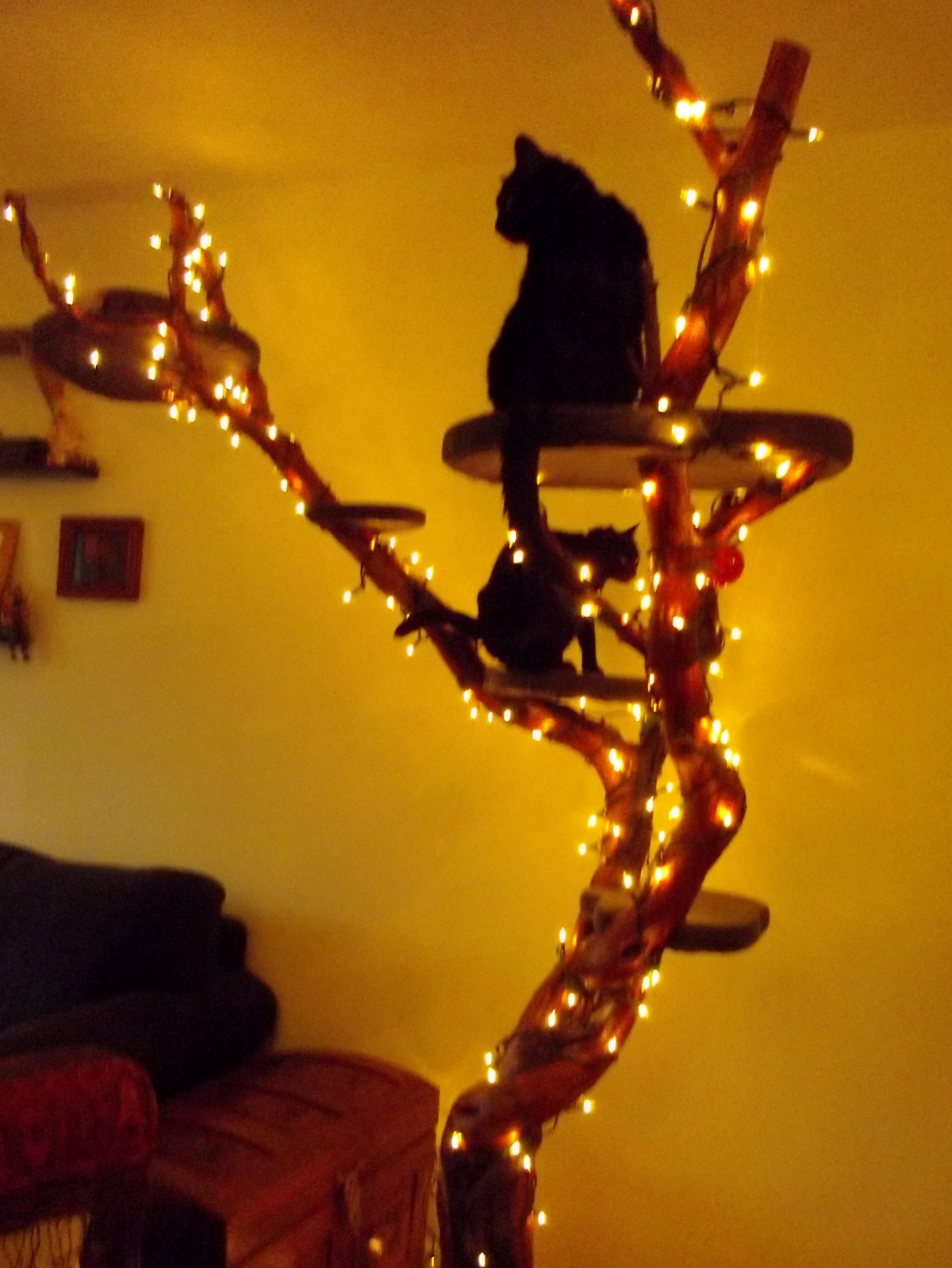 cat tree lights 037.JPG