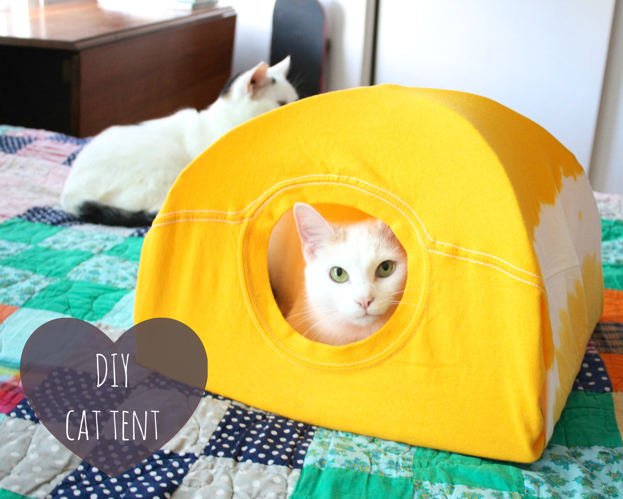 cat-tent.jpg