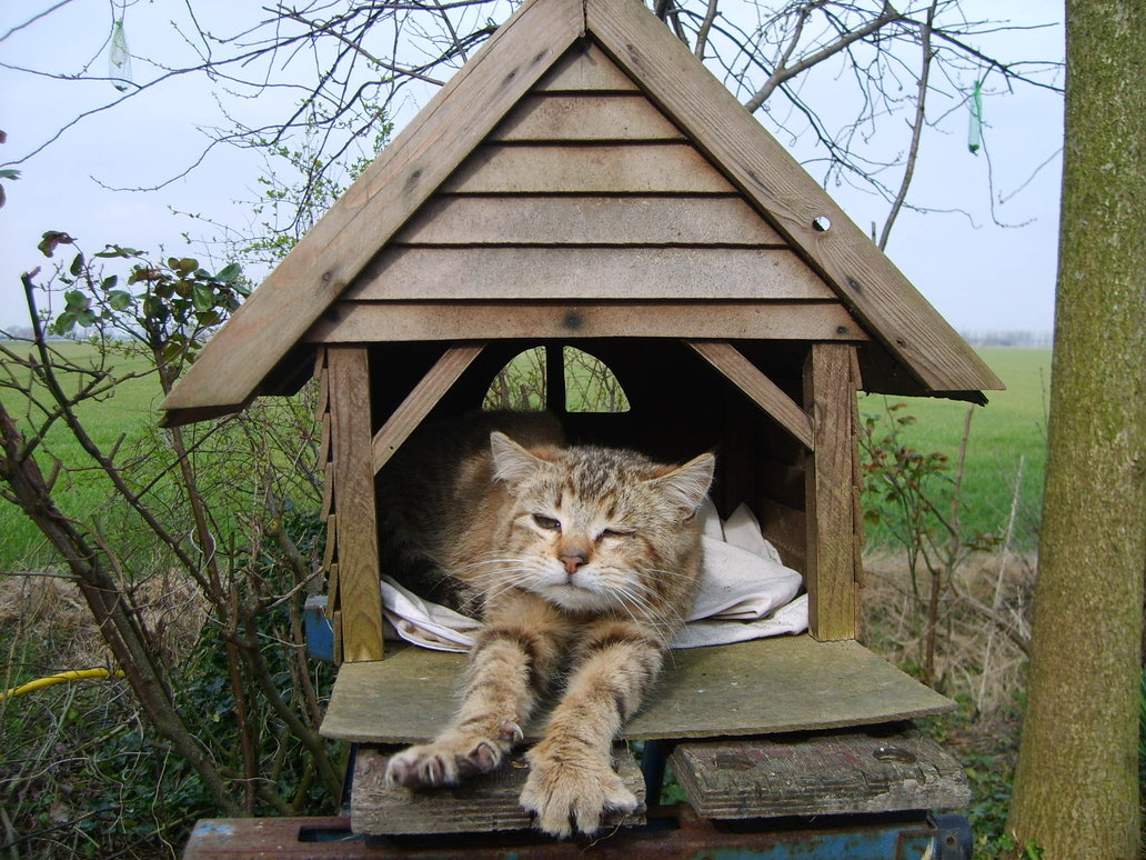 cat_in_birdhouse_3_by_muthership.jpg