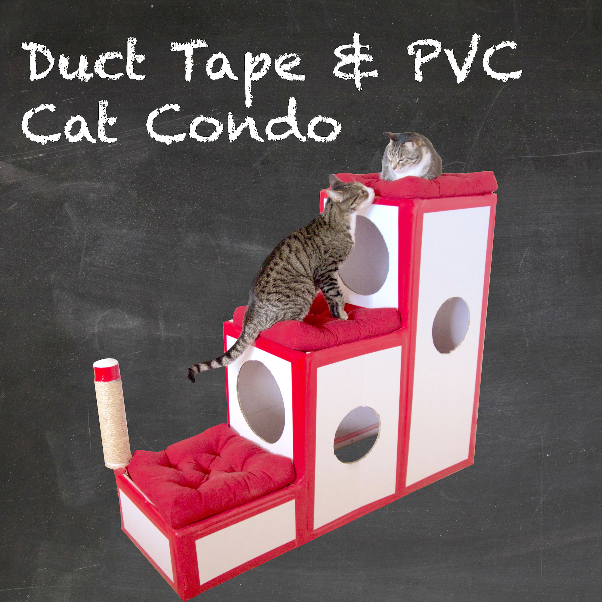 catcondo.jpg