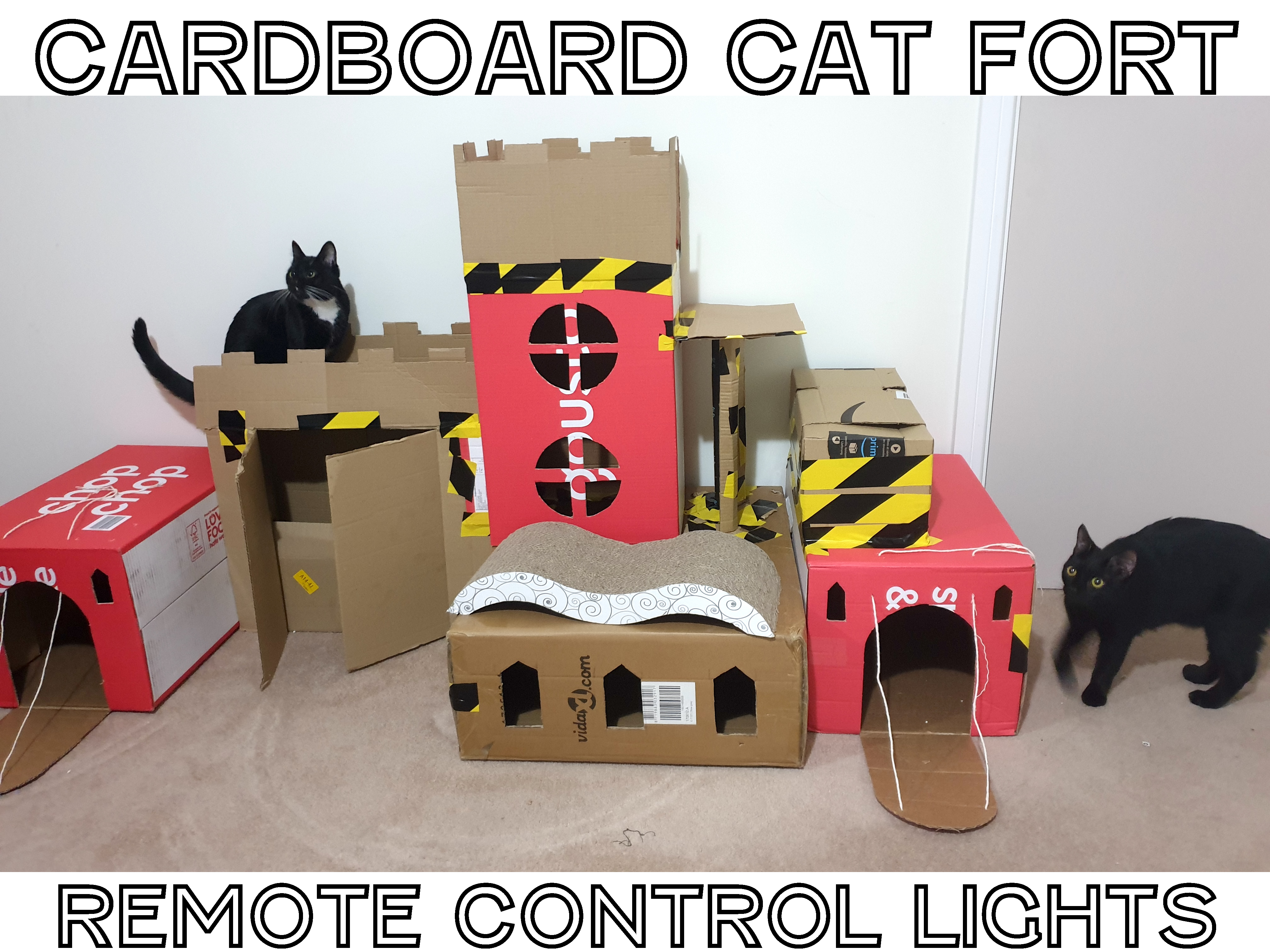 catfortthumb2.png