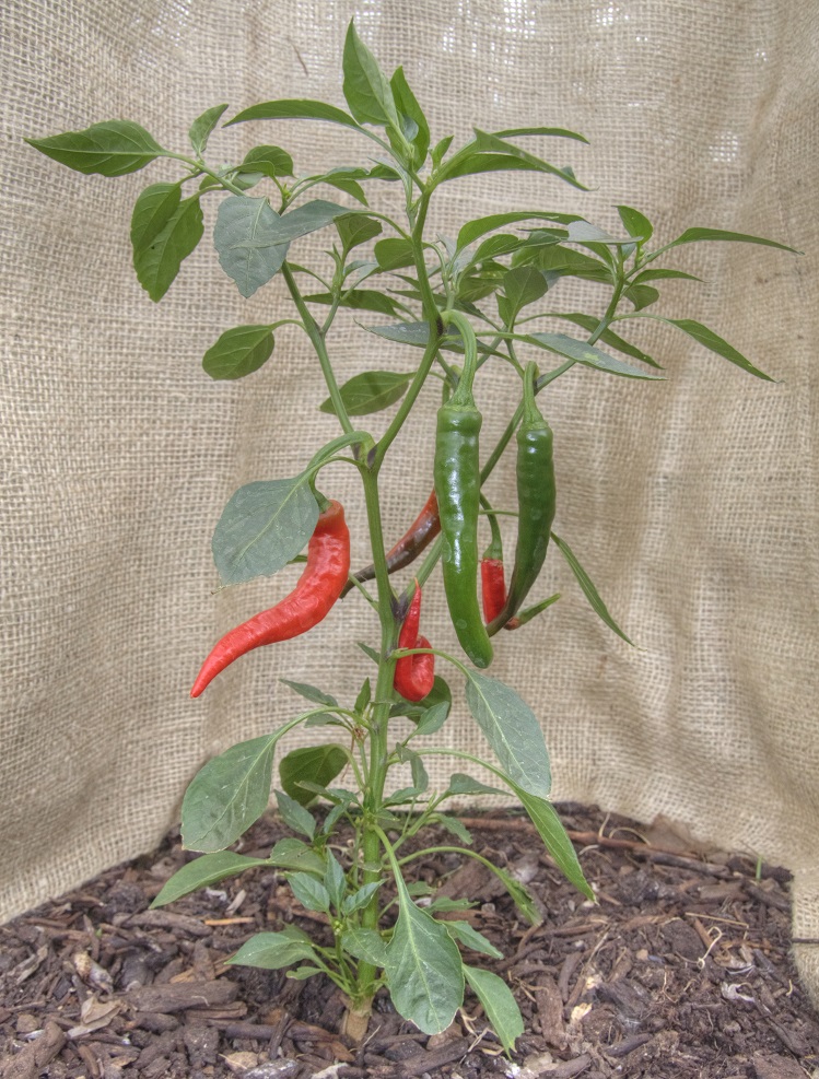 cayenne 01 small.jpg