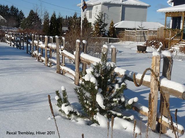 cedar_fence_2011_31.jpg