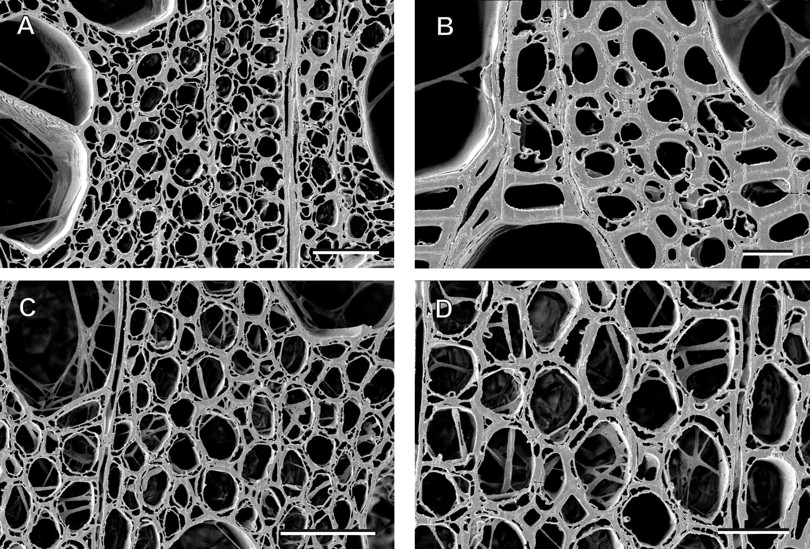 cellular reference2.jpg