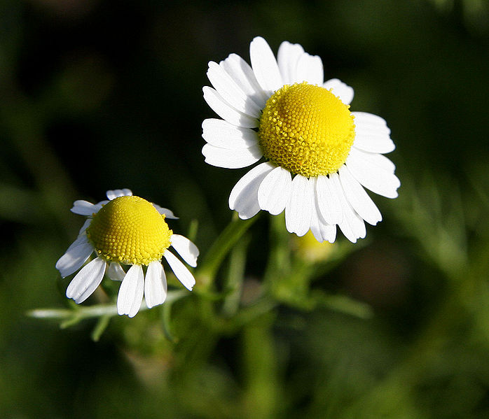 chamomile.jpg