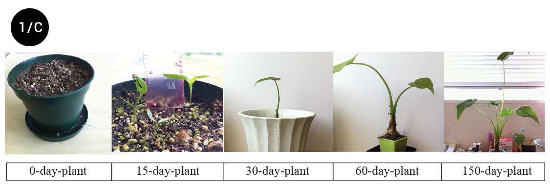 chart_oldplants-03.jpg