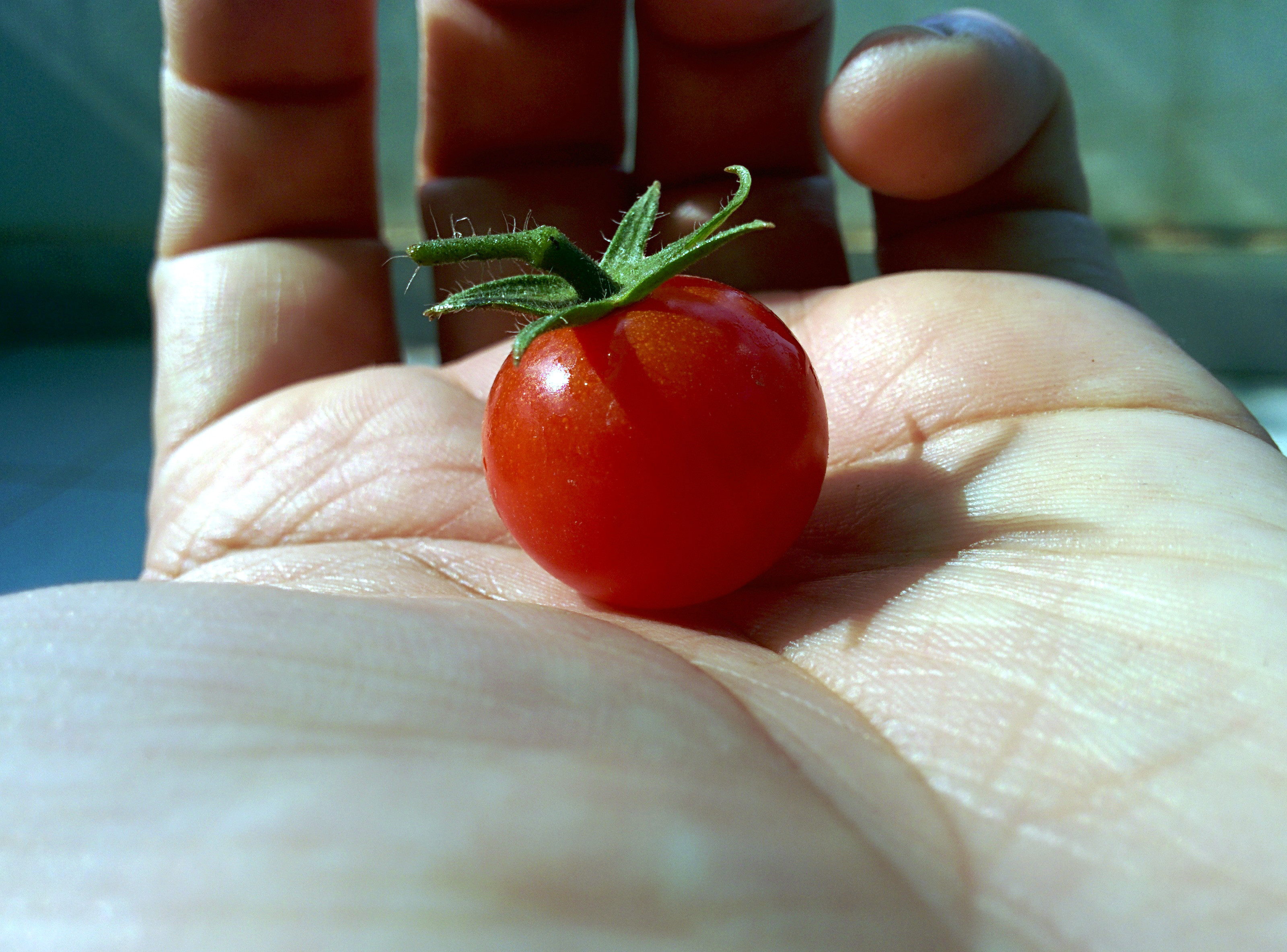 cherry1.jpg