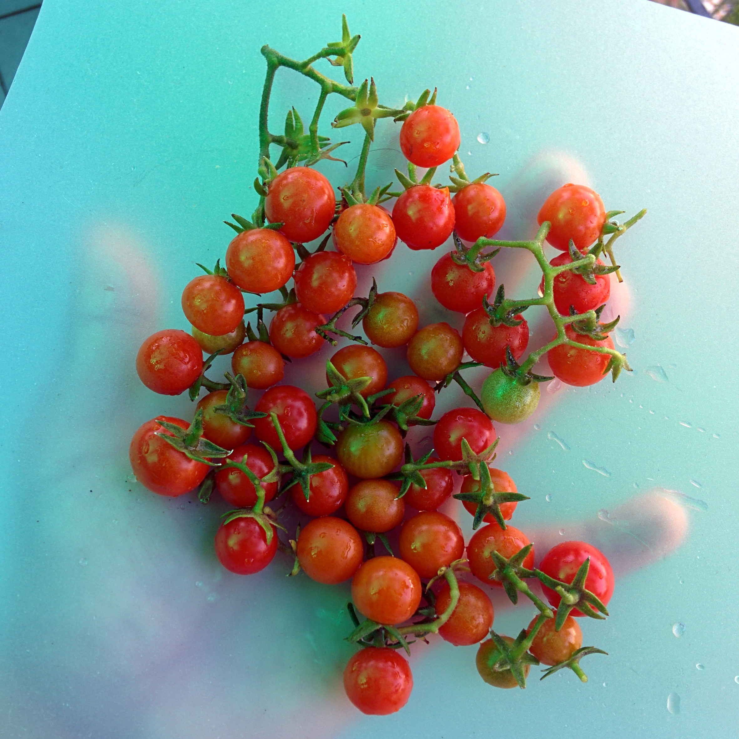 cherry2.jpg