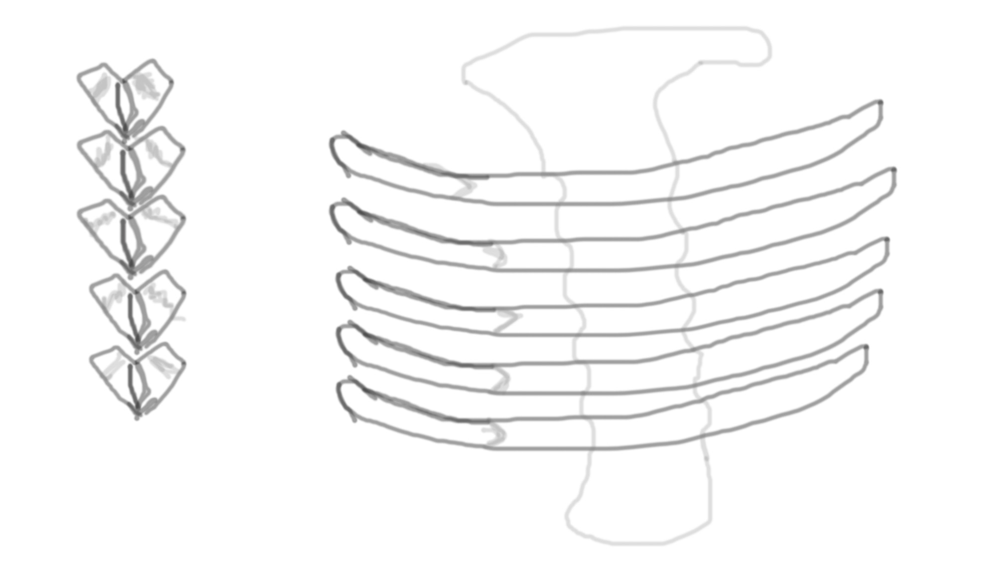 chestschematic.jpg