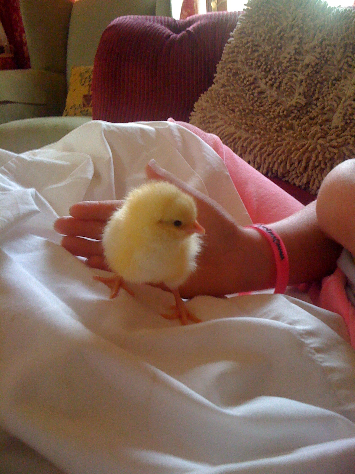 chick3.jpg