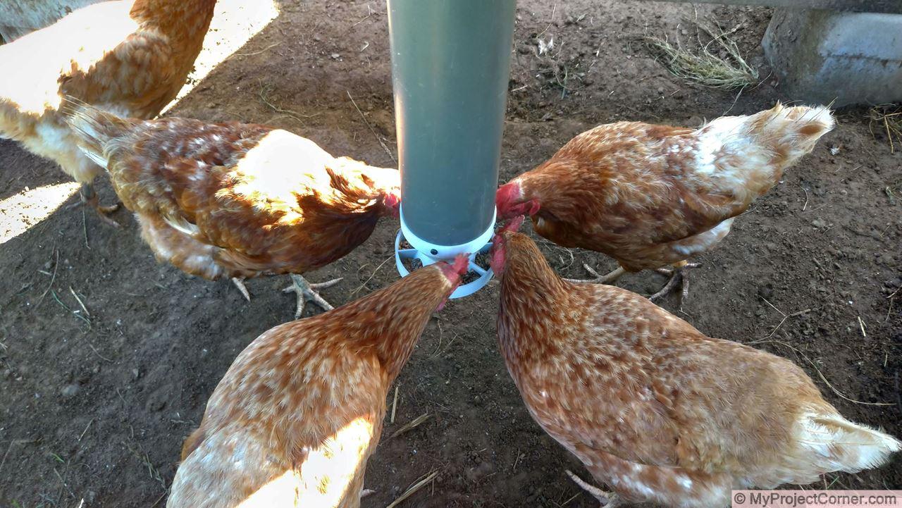 chicken-feeder05.jpg