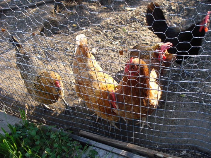 chickens in coop 2.bmp