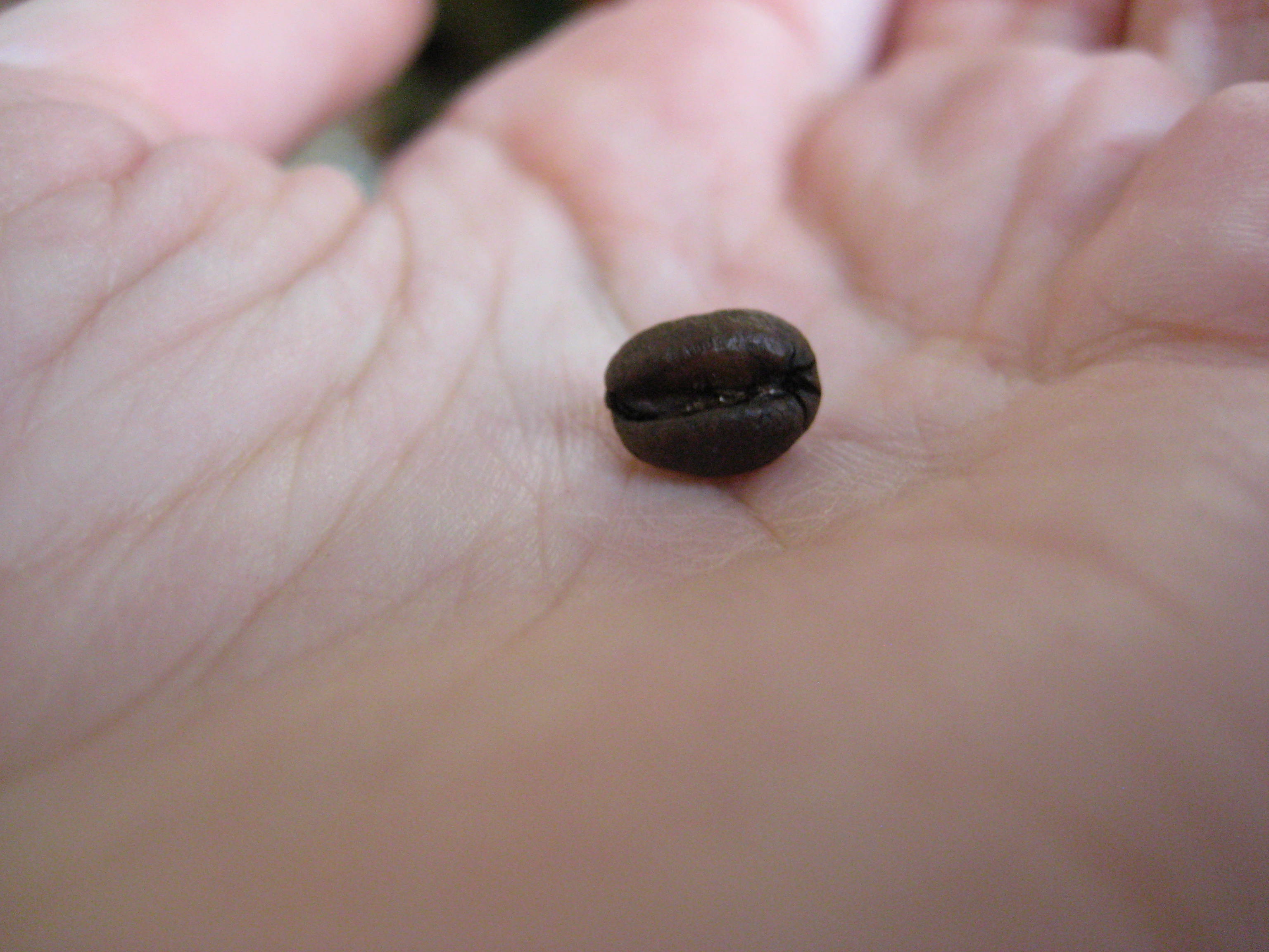 coffee bean.jpg