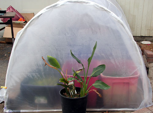 cold frame03.jpg