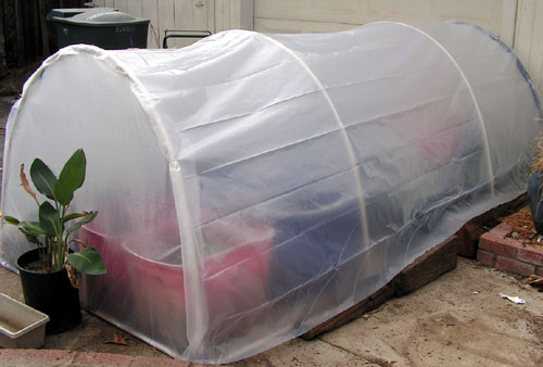 cold frame04.jpg