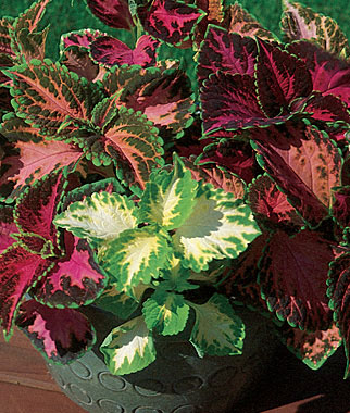 coleus.jpg