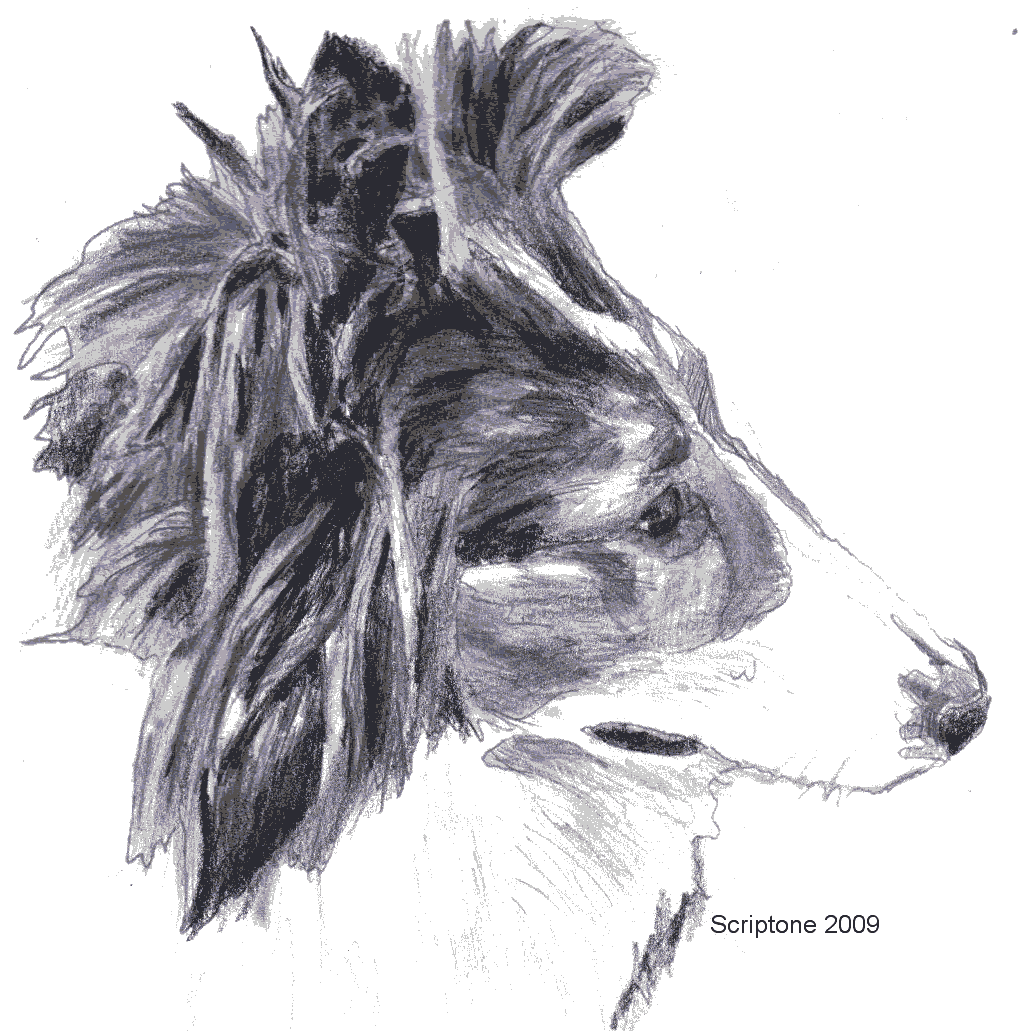 collie3.png