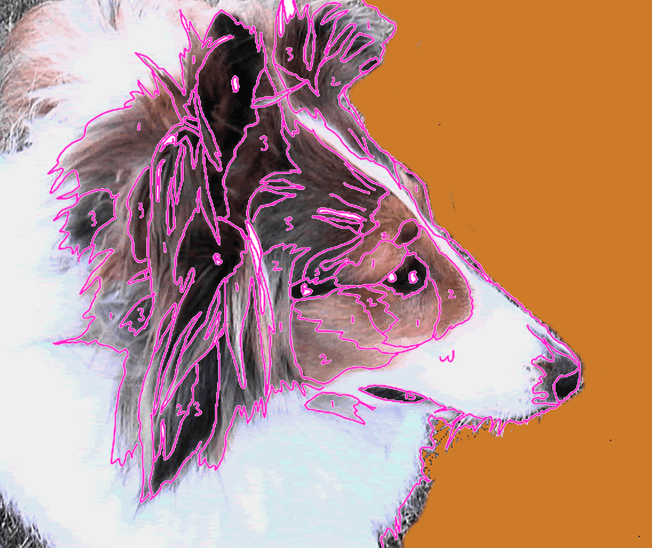 collie4.png