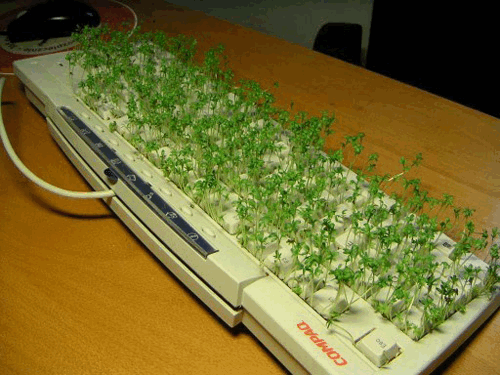 computer-garden.gif