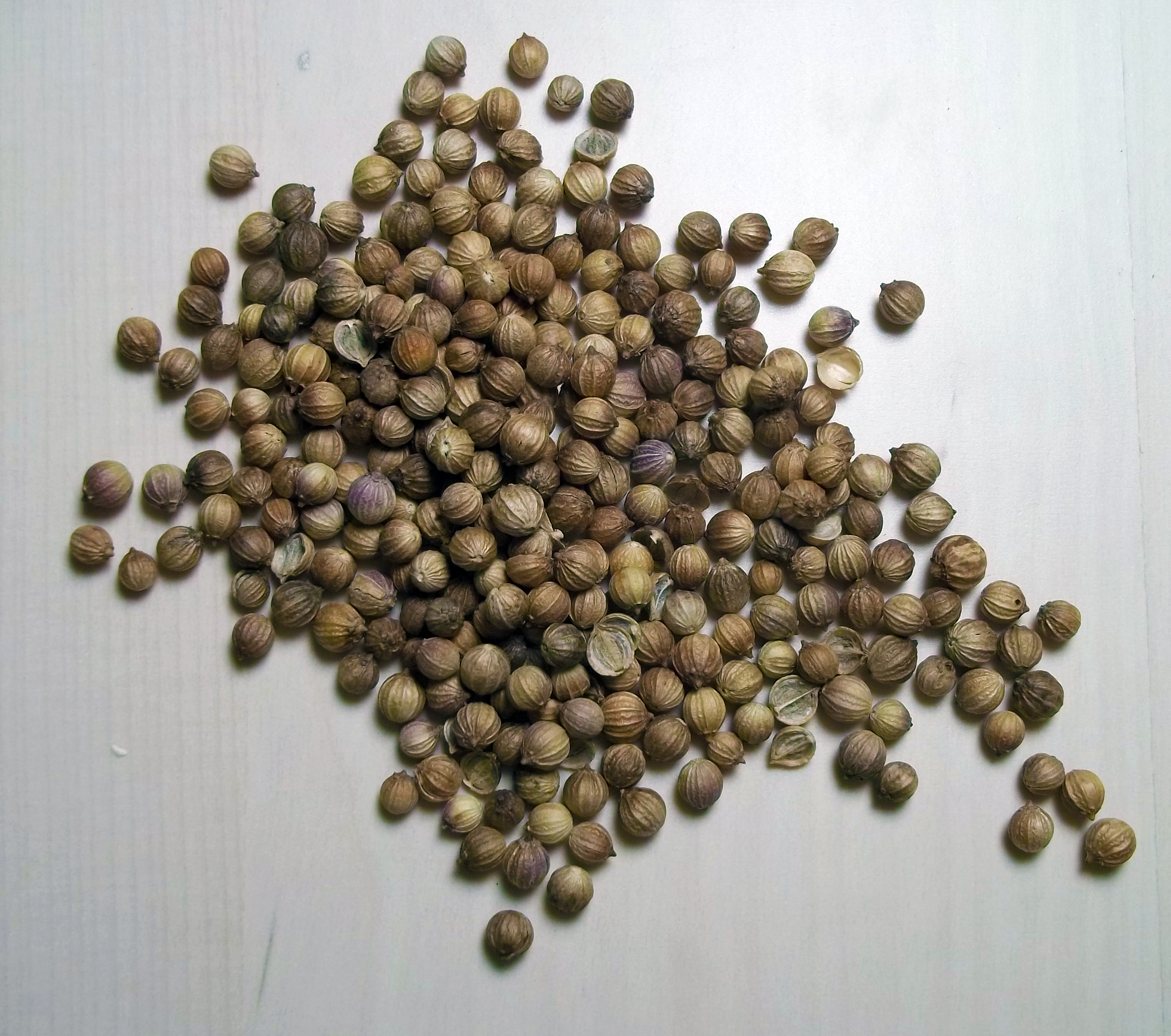 coriander.jpg