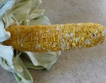 corn4.jpg