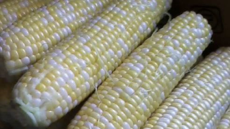 cornvid15.jpg