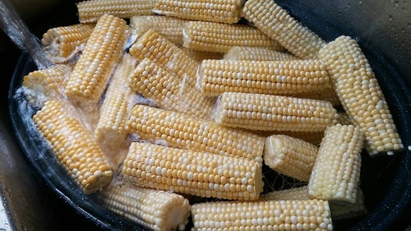 cornvid16.jpg