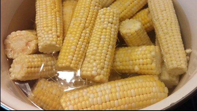 cornvid17.jpg