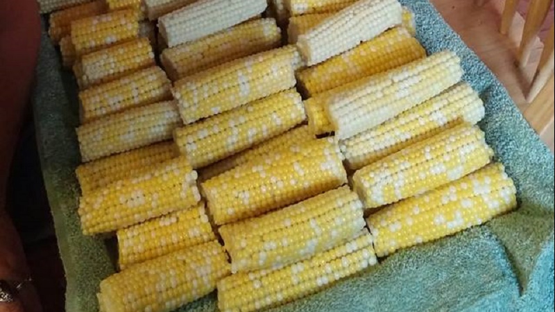 cornvid19.jpg