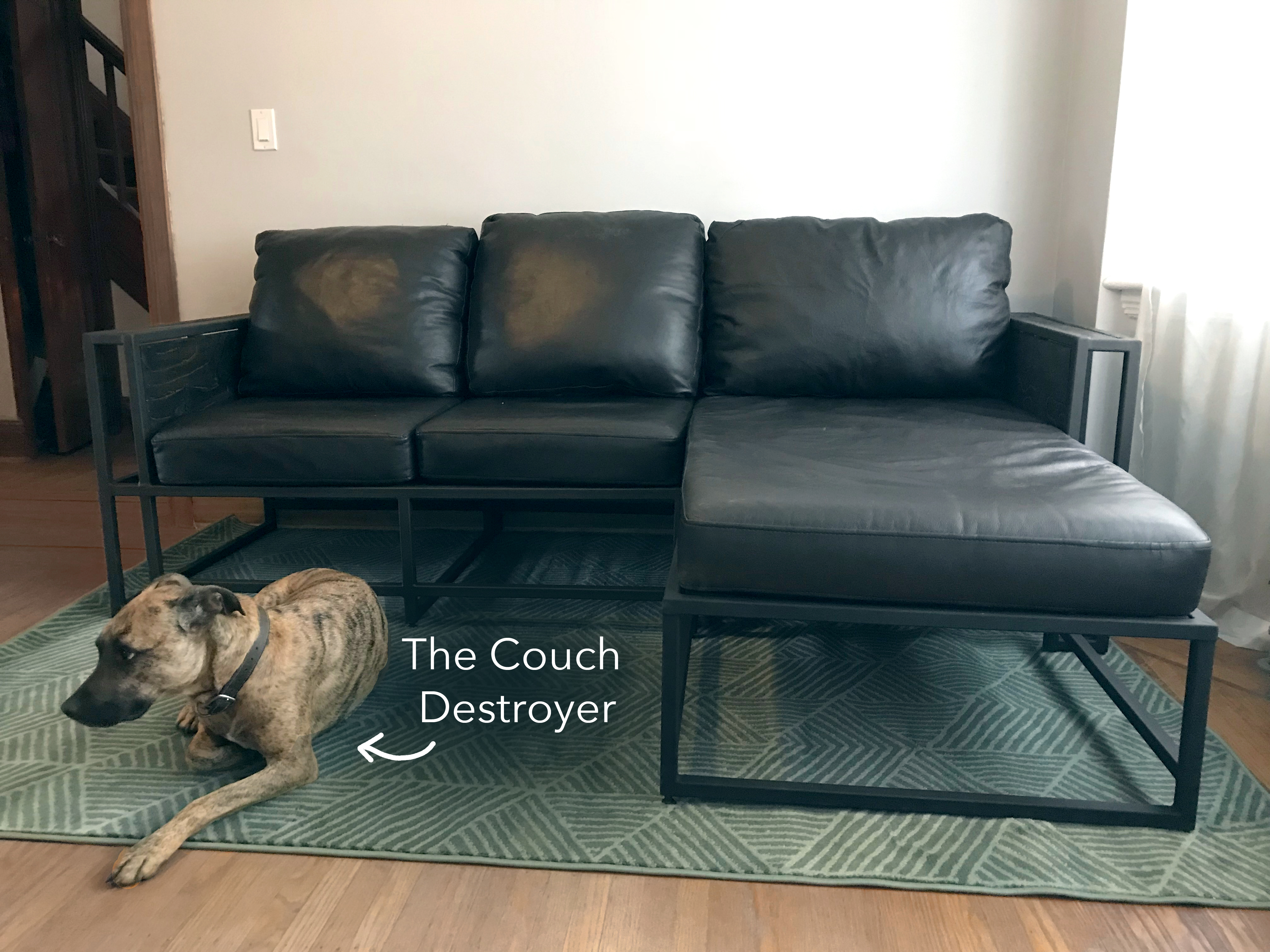 couch-destroyer.jpg