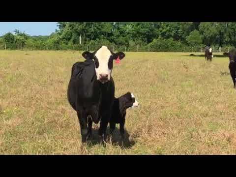 cow calf2.jpg