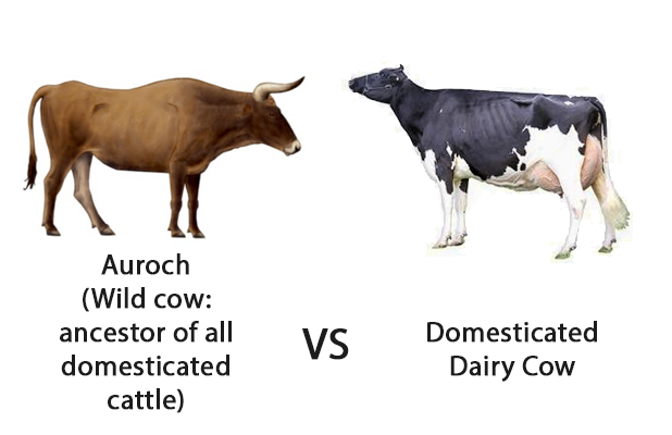 cow vs cow.png