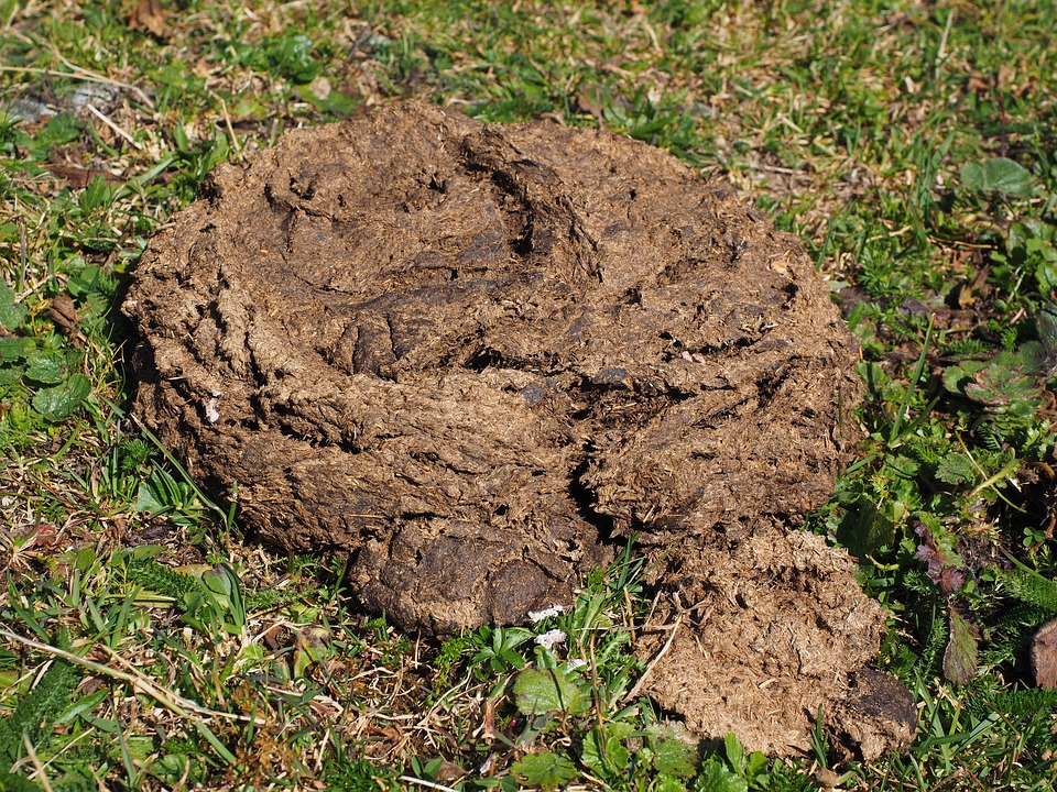 cow-dung-2799656_960_720.jpg