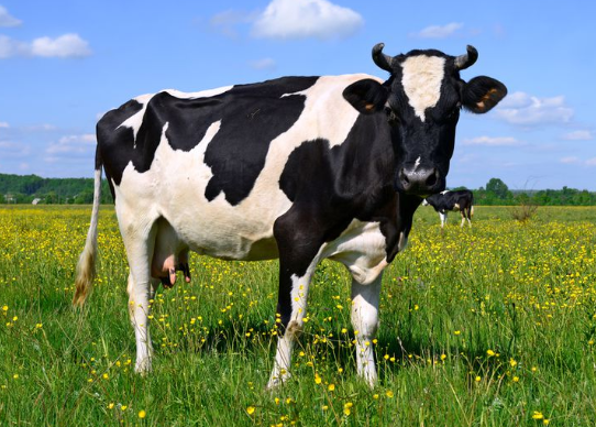 cow.PNG