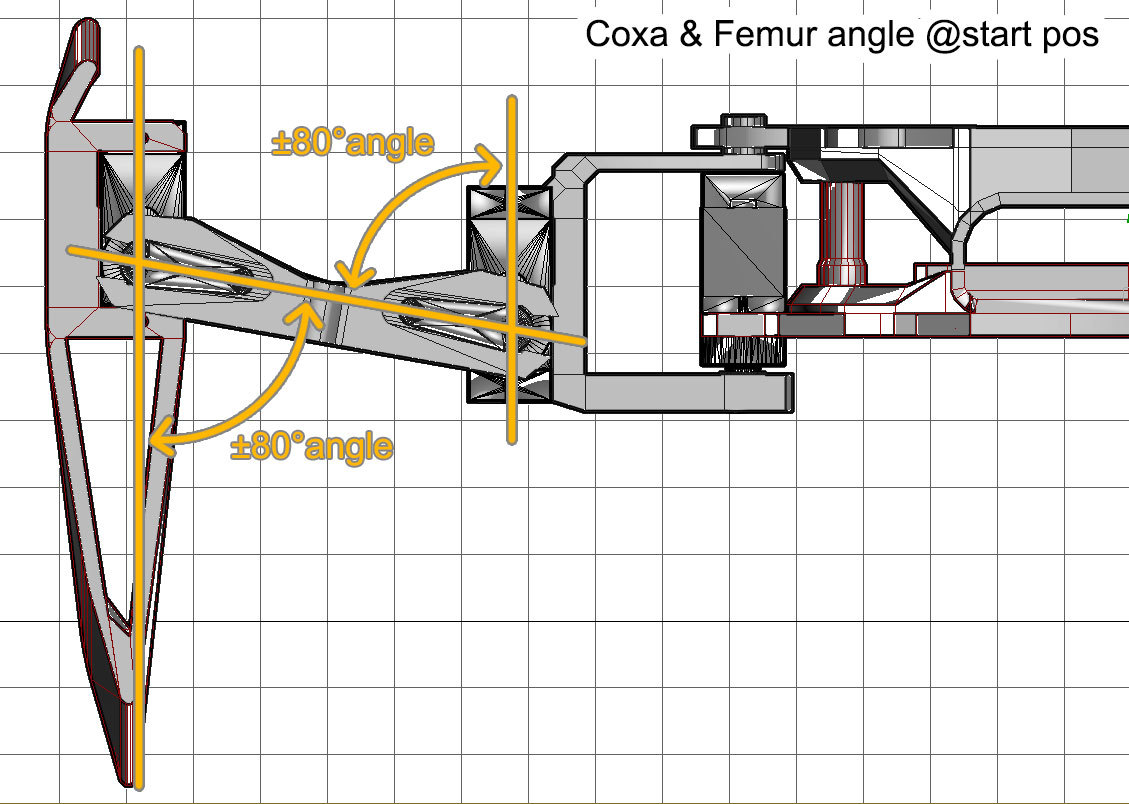 coxa-femur-angle.jpg