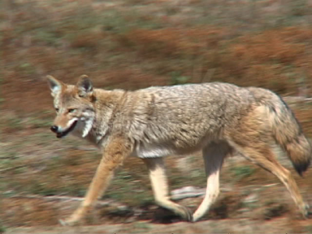 coyote.jpg