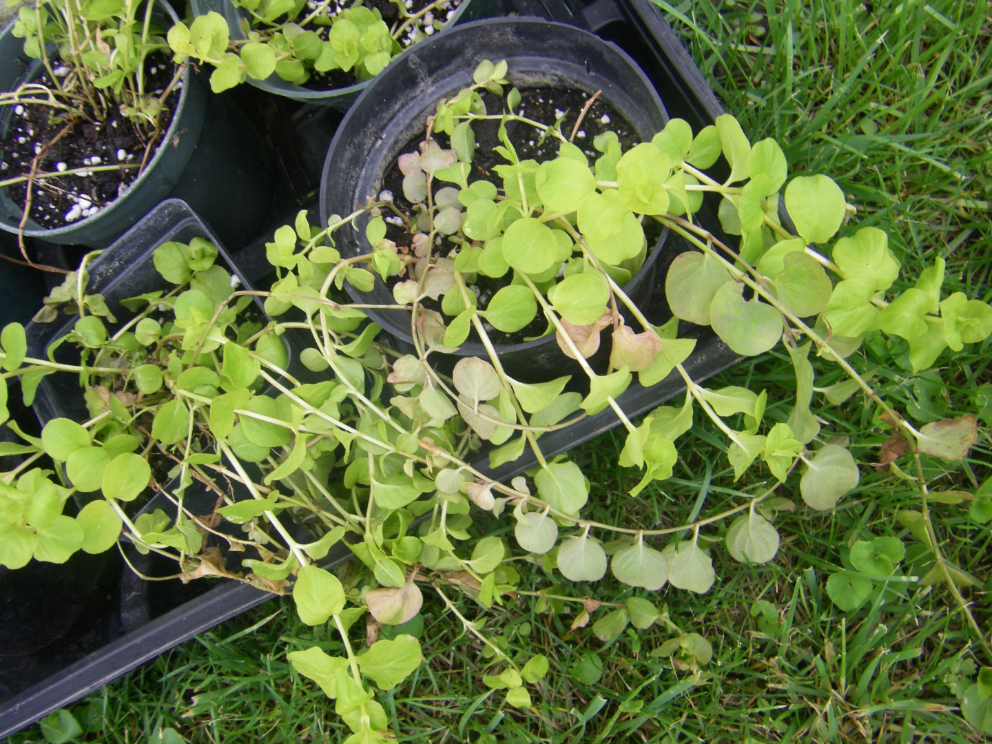 creeping Jenny.jpg