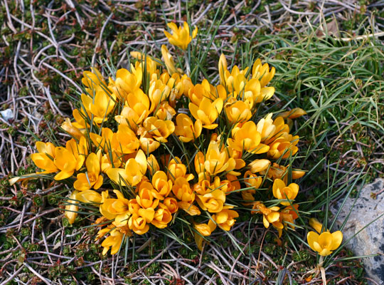 crocus.jpg