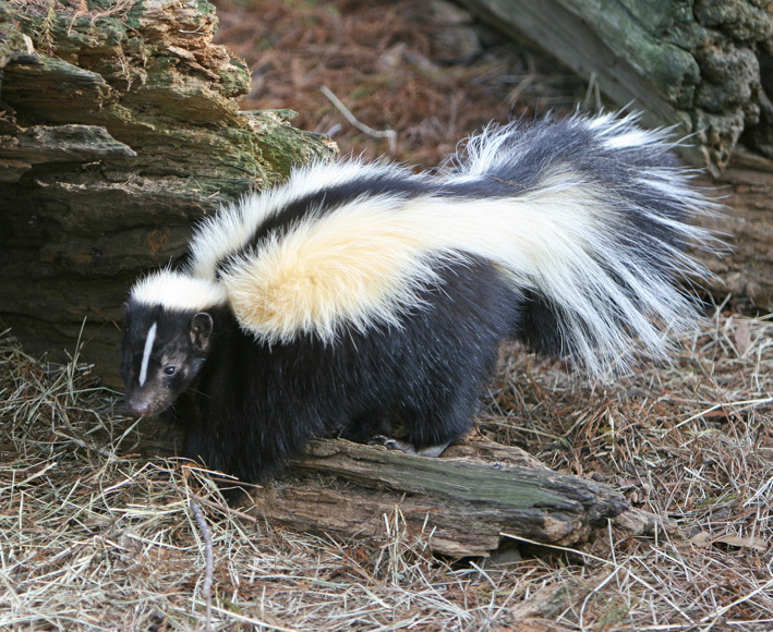 cropped skunkface.jpg