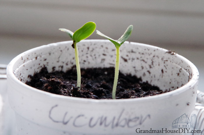 cucumber-seedlings-grow.jpg