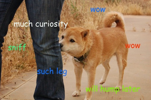 curiousdoge.jpg