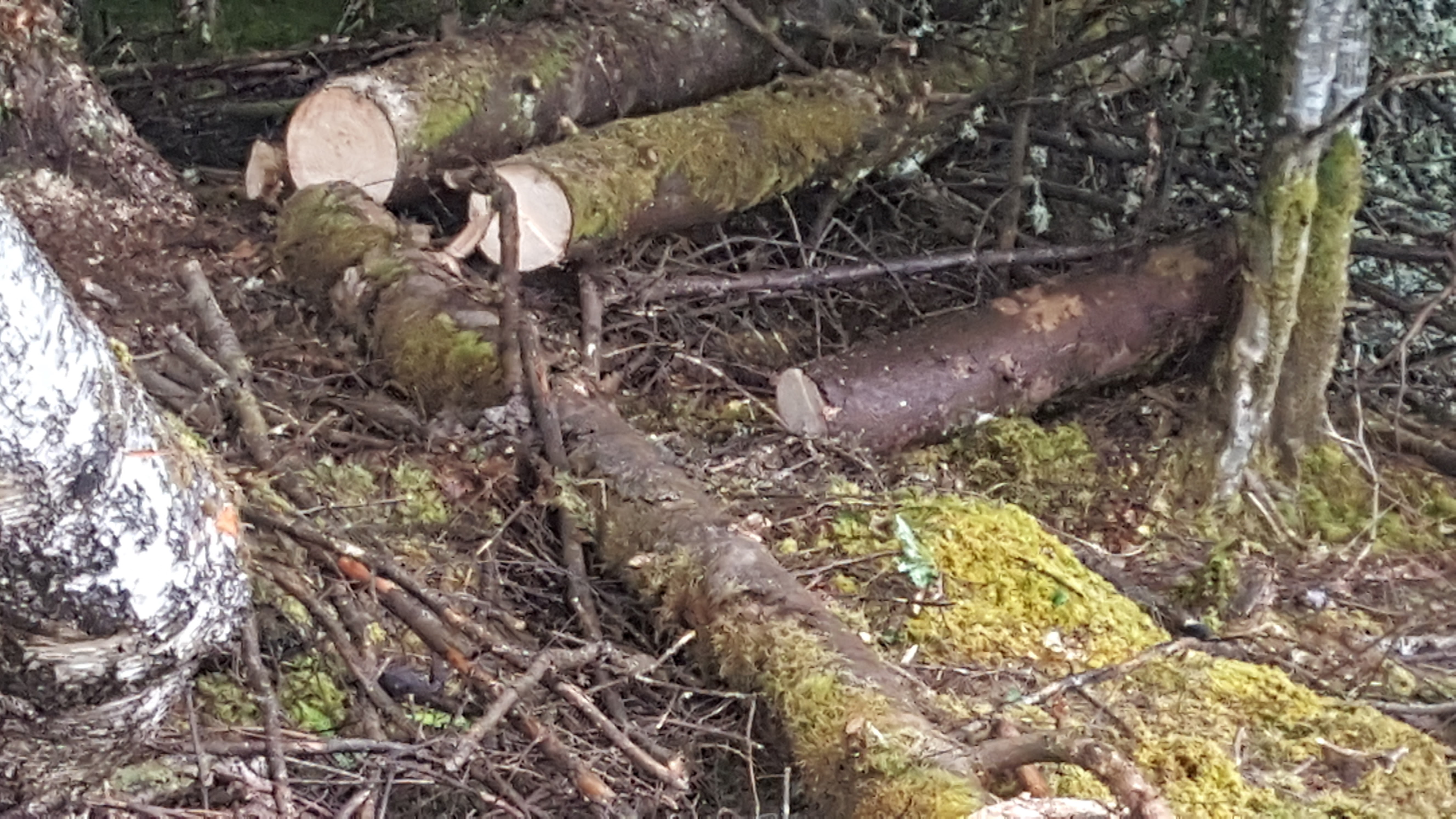 cutting of logs 2.jpg