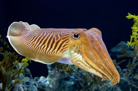 cuttlefish.jpg