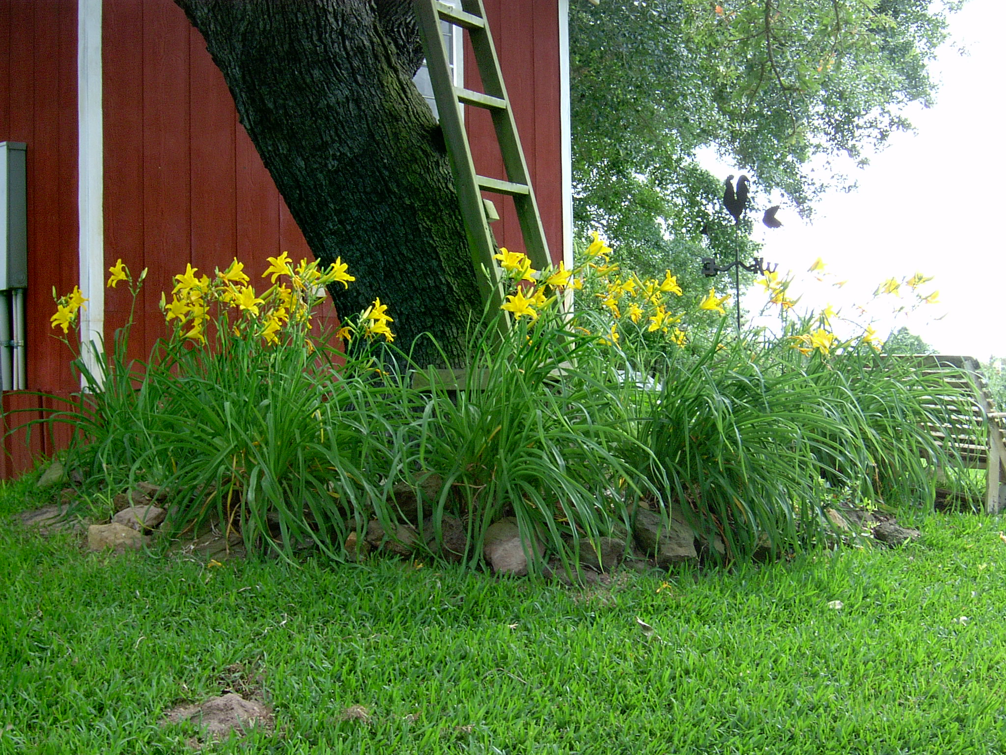 day lilies.JPG