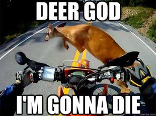 db0900df0116a6adffdcfb0c26a590b5--motorcycle-humor-deer.jpg