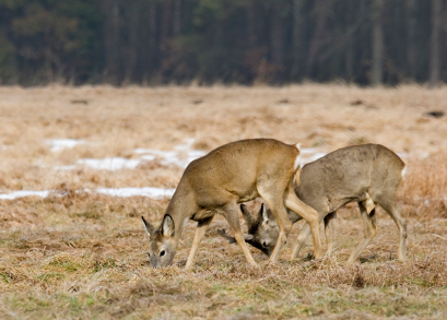 deer_feeding.jpg