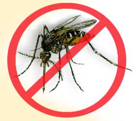 dengue_mosquito.jpg