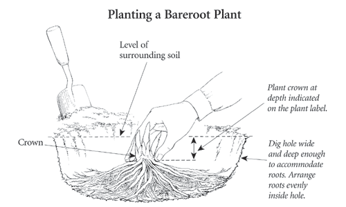 depth to plant perennials.gif