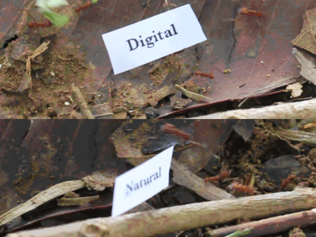 digitalnaturalism.gif