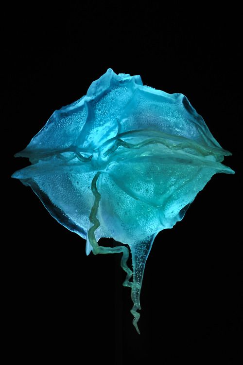 dinoflagellate1.jpg